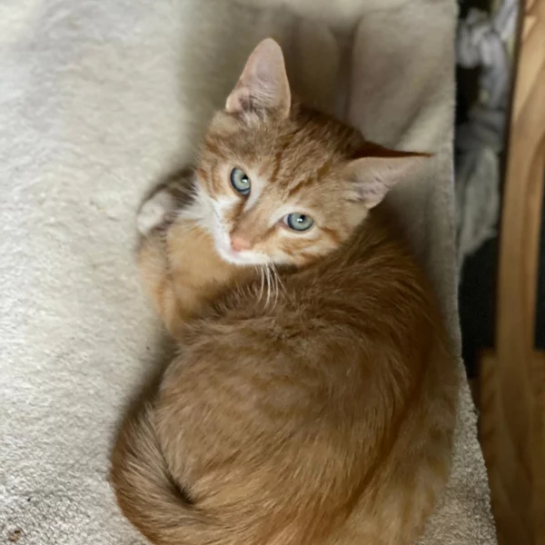Perceval, chat adopté via Les ti'chats