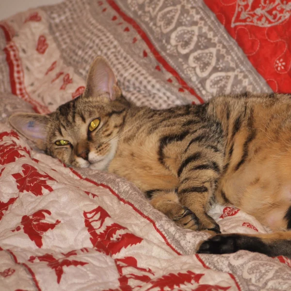 Perle, chat adopté en 2020 grâce aux ti'chats