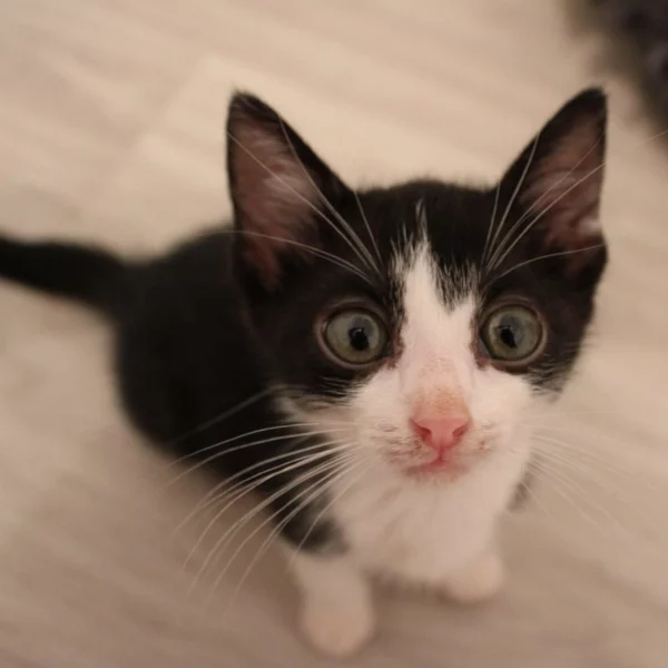 Peter, chat adopté via Les ti'chats