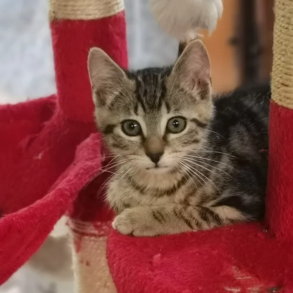 Pïa, chat adopté en 2020 grâce aux ti'chats