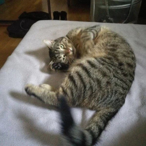 Pilgrim, chat adopté via Les ti'chats