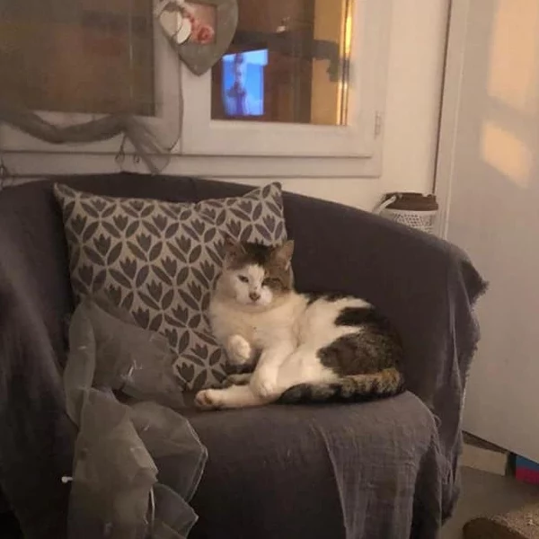 Pipeur, chat adopté via Les ti'chats