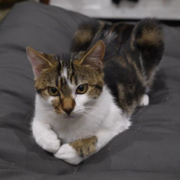 Pistache, chat adopté en 2020 grâce aux ti'chats
