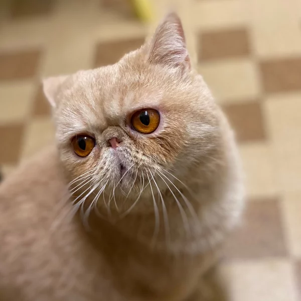 Pitchoun, chat adopté en 2022 grâce aux ti'chats