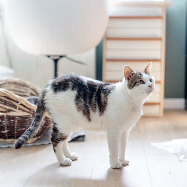 lestichats-plume-axiane