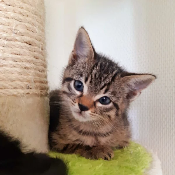 Poirot, chat adopté en 2022 grâce aux ti'chats
