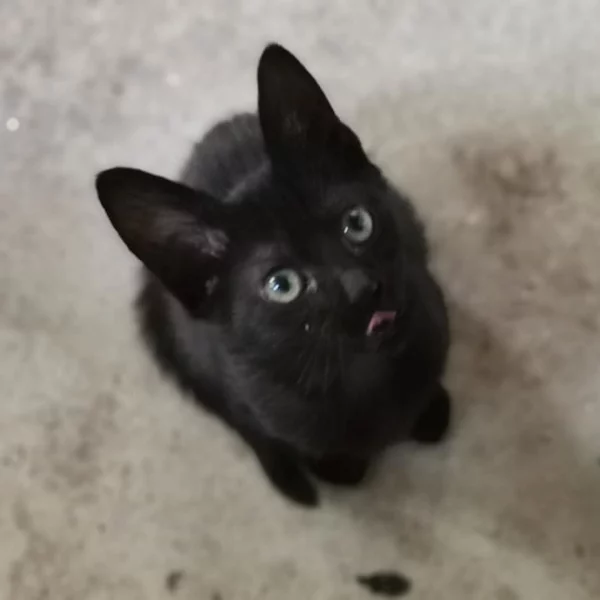 Polly, chat adopté en 2020 grâce aux ti'chats
