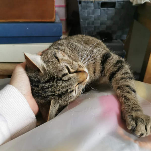 Polochon, chat adopté via Les ti'chats