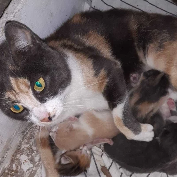 Poly, chat adopté via Les ti'chats