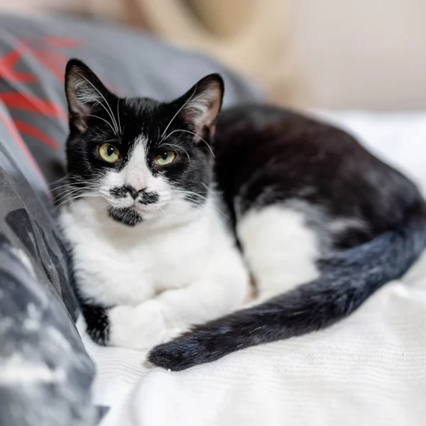 Pomfresh, chat adopté en 2022 grâce aux ti'chats