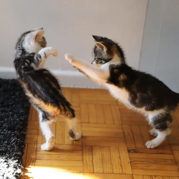Pongo et Perdita, chats adoptés via Les ti'chats