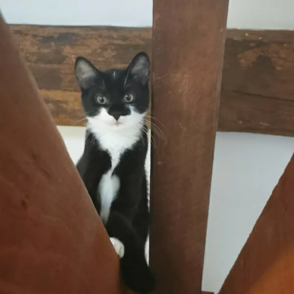 Ponyo, chat adopté en 2022 grâce aux ti'chats