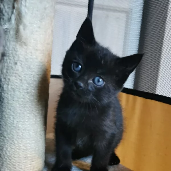 Poppy, chat adopté en 2022 grâce aux ti'chats