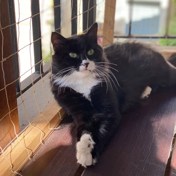 Prim's, chat adopté en 2022 grâce aux ti'chats