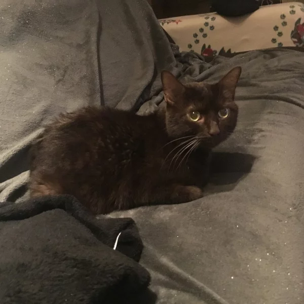 Prince, chat adopté via Les ti'chats