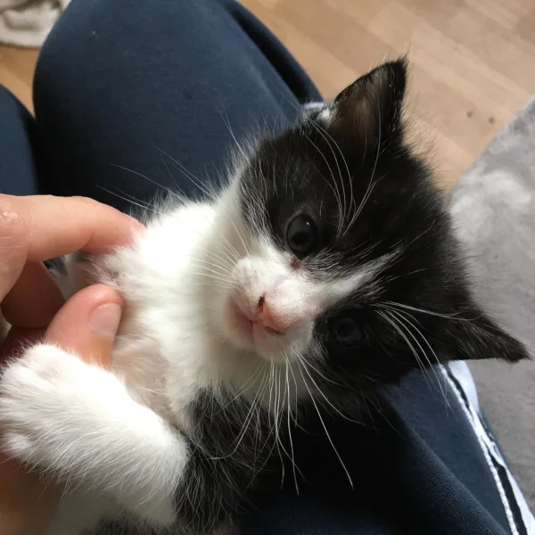 Priya, chat adopté en 2022 grâce aux ti'chats
