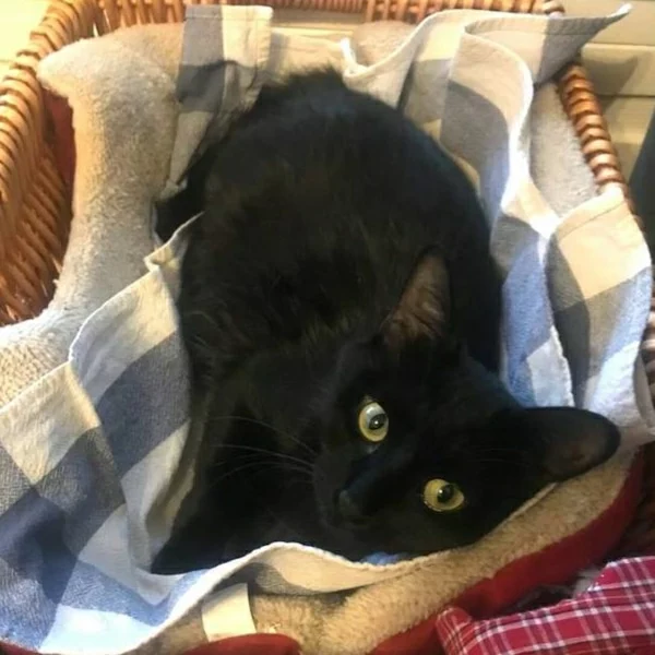 Prunelle, chat adopté via Les ti'chats
