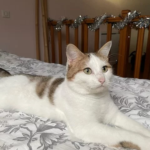 Pumba, chat adopté en 2022 grâce aux ti'chats