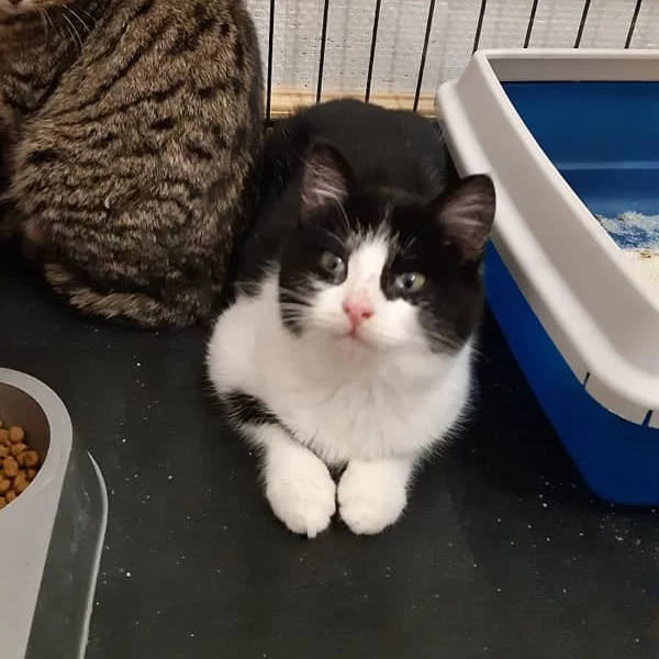 Rafale, chat adopté via Les ti'chats