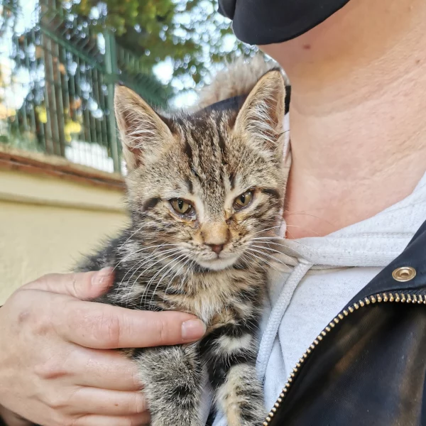 Ragnar, chat adopté en 2020 grâce aux ti'chats