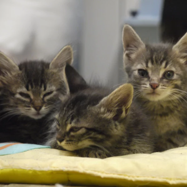 Gaïa, chat adopté en 2020 grâce aux ti'chats