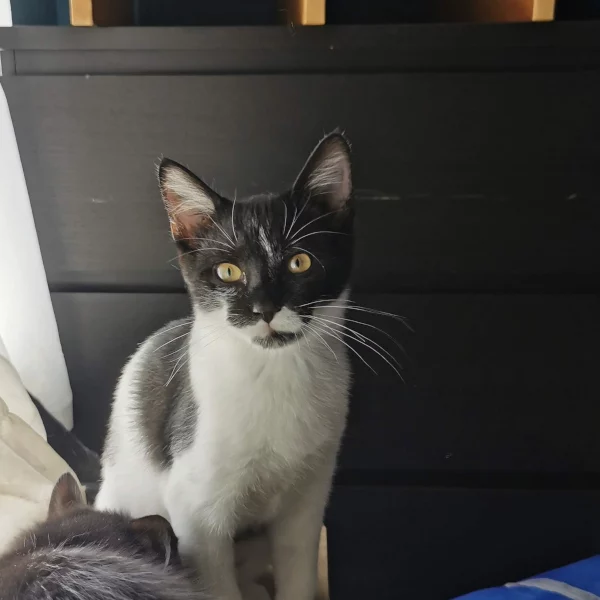 Raïden, chat adopté en 2020 grâce aux ti'chats