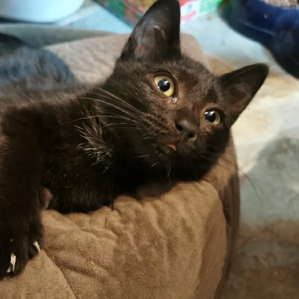 Rain, chat adopté en 2022 grâce aux ti'chats