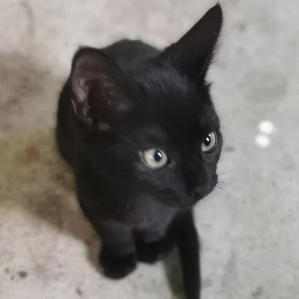 Rajah, chat adopté en 2020 grâce aux ti'chats