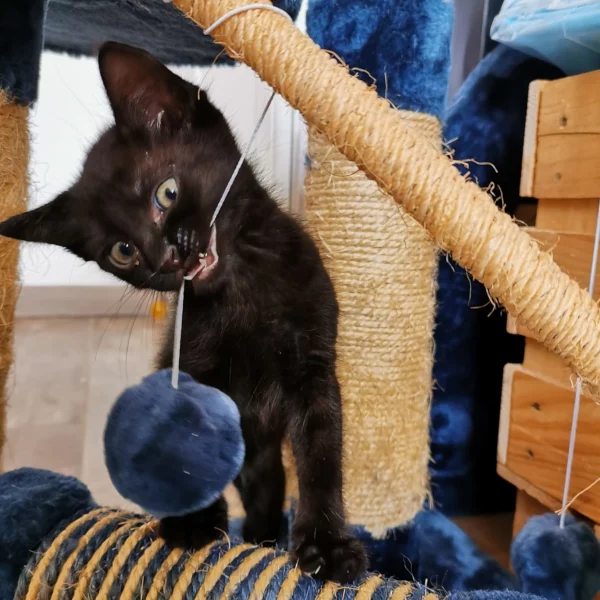 Raven, chat adopté via Les ti'chats