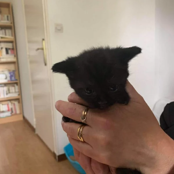Relou & Rebelle, chat adopté en 2020 grâce aux ti'chats