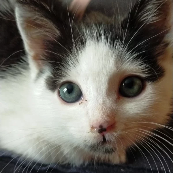 Rem, chat adopté en 2022 grâce aux ti'chats