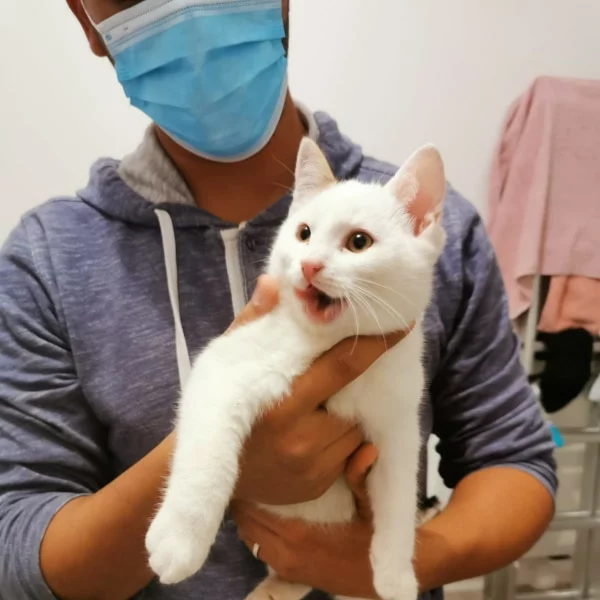 Rexy, chat adopté en 2020 grâce aux ti'chats