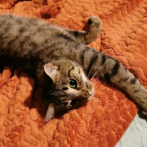 Rizzi, chat adopté en 2022 grâce aux ti'chats