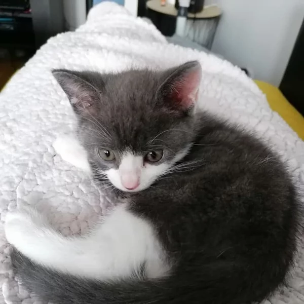 Rockette, chat adopté en 2020 grâce aux ti'chats