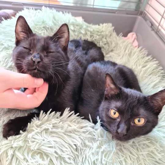 Soukoline, chat adopté en 2022 grâce aux ti'chats