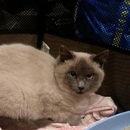 Rolly, chat adopté via Les ti'chats