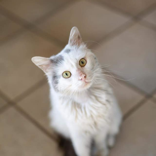 lestichats-romeo-axiane