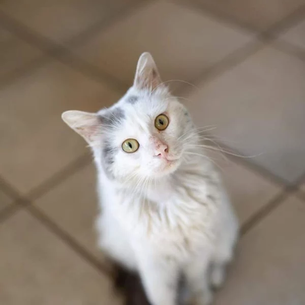 Roméo, chat adopté en 2020 grâce aux ti'chats