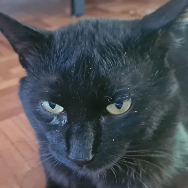 Roméos, chat adopté en 2022 grâce aux ti'chats