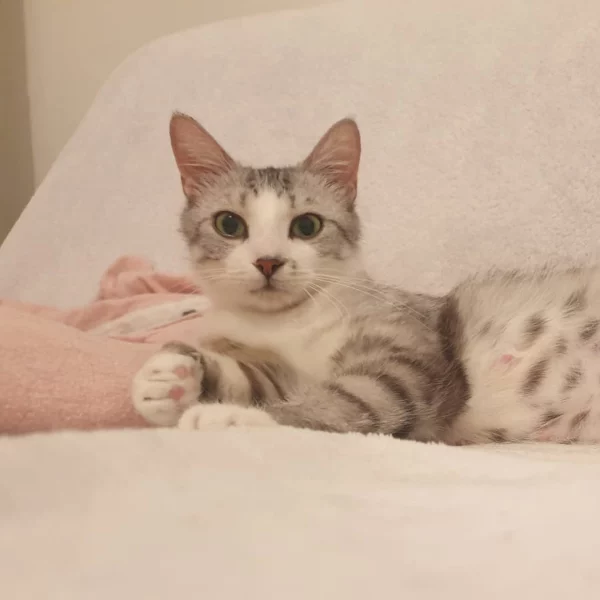 Romie, chat adopté via Les ti'chats