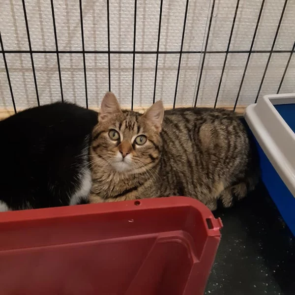 Roquette, chat adopté via Les ti'chats
