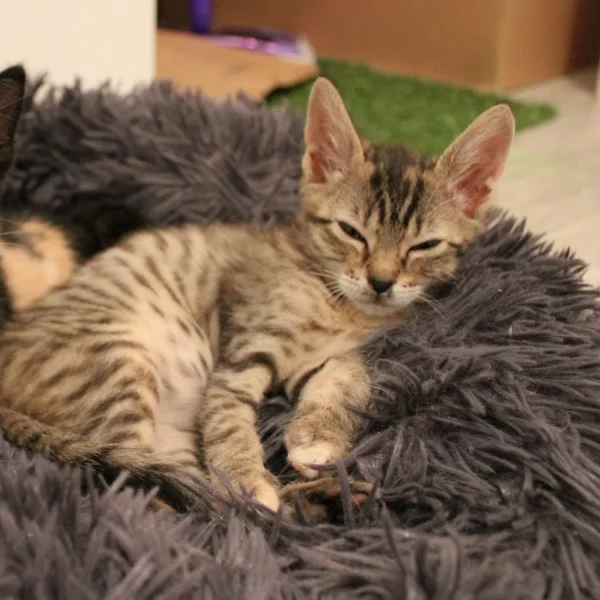 Rose, chat adopté via Les ti'chats