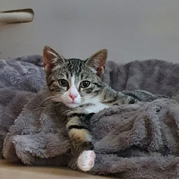 Rosie, chat adopté en 2022 grâce aux ti'chats