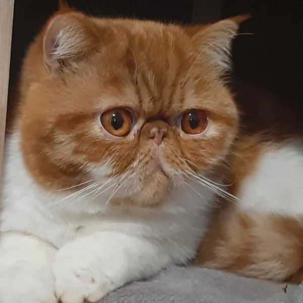 Roucky, chat adopté en 2022 grâce aux ti'chats