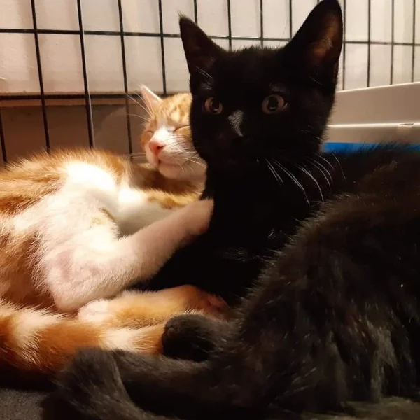 Rouky, chat adopté en 2020 grâce aux ti'chats