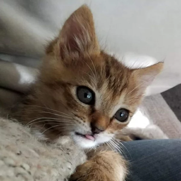 Roxy, chat adopté via Les ti'chats