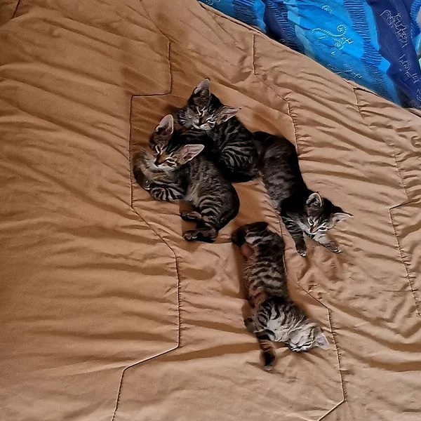 Rio, chat adopté en 2020 grâce aux ti'chats
