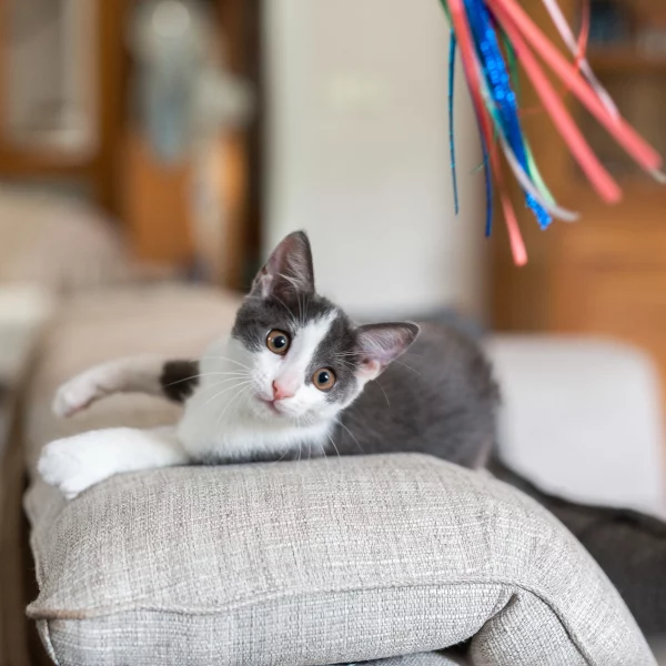 Ruben, chat adopté en 2020 grâce aux ti'chats