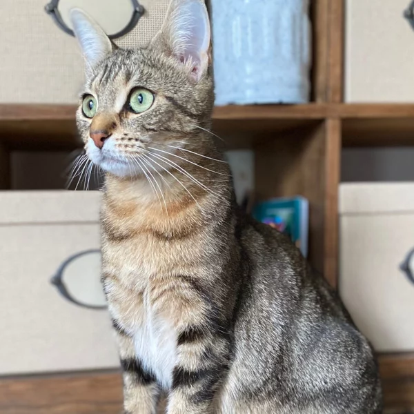 Ruby, chat adopté en 2022 grâce aux ti'chats