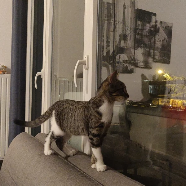 Ryder, chat adopté en 2022 grâce aux ti'chats